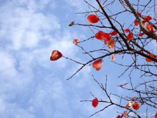 郸城天气，四季分明，人间烟火