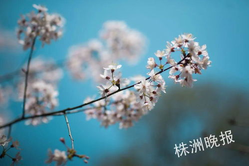 上周天气回顾,晴雨交替,春意渐浓 上周天气回顾,晴雨交替,春意渐浓