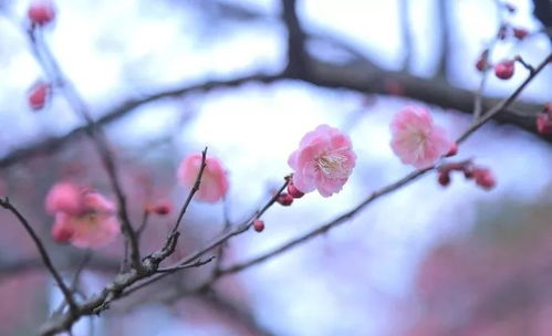 上周天气回顾,晴雨交替,春意渐浓 上周天气回顾,晴雨交替,春意渐浓