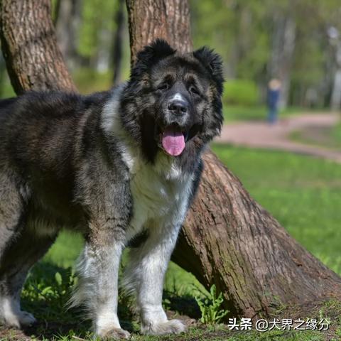 世界猛犬排行榜，十大强势犬种的力量与魅力