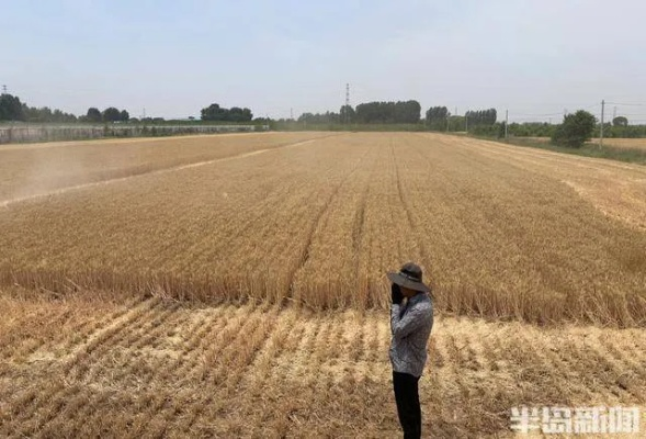 精准到村头，天气预报如何定位到每一垄麦田？